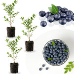 3 Most Sweet of Southern Highbush Blueberry Bushes Seedlings, High-Yield Blueberry Trees Live Plants, 6 Months Old, Starter 3-6" in Tall, Cold Hardy Zones 4-7