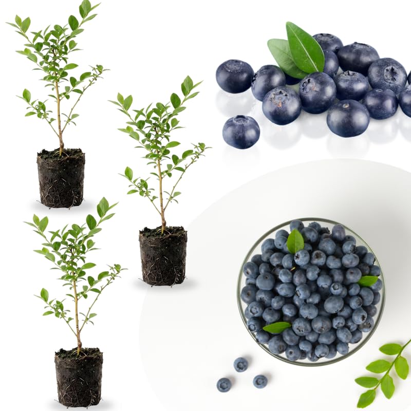 3 Most Sweet of Southern Highbush Blueberry Bushes Seedlings, High-Yield Blueberry Trees Live Plants, 6 Months Old, Starter 3-6" in Tall, Cold Hardy Zones 4-7