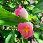 African Princess Ginger Plant Live for Planting 4 to 8 Inch Tall, Pink Ginger Flowers to Grow