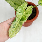 Variegated Philodendron Live Plant, Rare Indoor Houseplant Live Well Rooted 5-7 Inches, Container Growing, Home Office Decor (Variegated Green Philodendron)