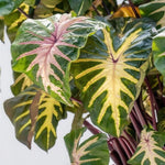 Colocasia Live Plant, 4-8'' Tall, Elephant Ear Plant, Esculenta Taro Alocasia Housplant, Indoor Outdoor Planting (Green Leaf with Pink Veining)