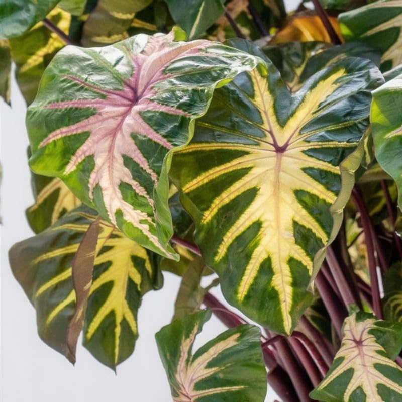 Colocasia Live Plant, 4-8'' Tall, Elephant Ear Plant, Esculenta Taro Alocasia Housplant, Indoor Outdoor Planting (Green Leaf with Pink Veining)