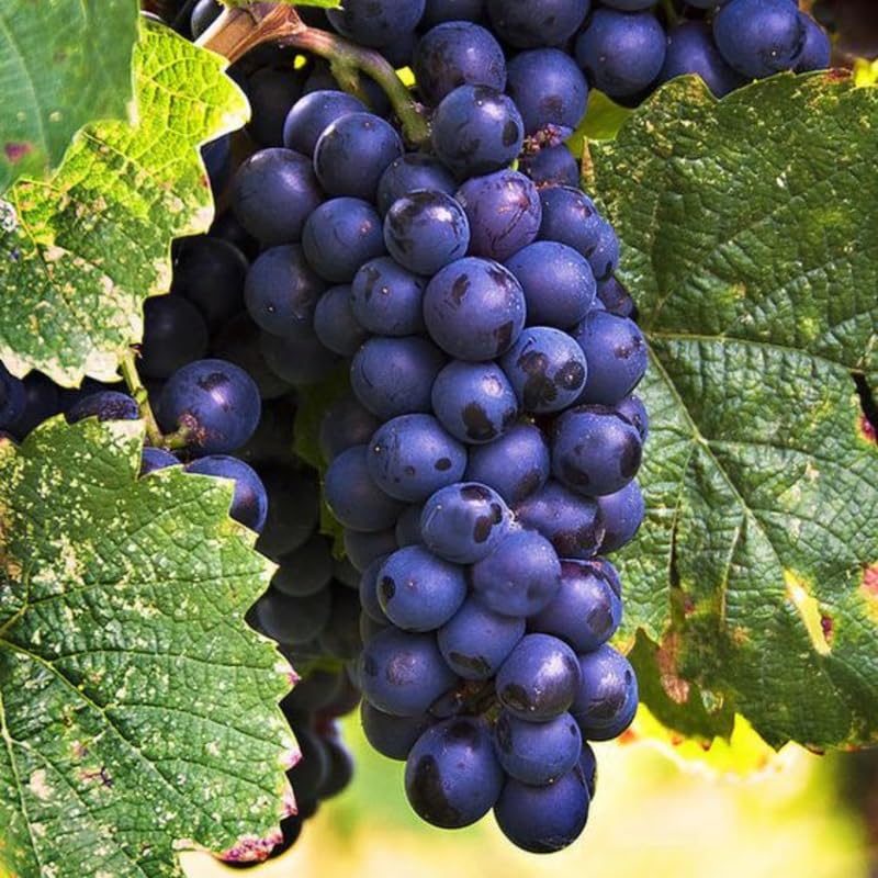 Concord Seedless Grape Vines Live Plants for Planting, 5-10" Grape Tree for Outdoor Garden, Dormant in Winter, Cold Hardy, Sweet Flavor