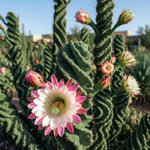 Rare Spiral Cactus Plant Live in 3" Pot, Spiral Cactus Houseplant Ornamental Plant, Live Cactus Plant for Home and Office Decoration, Fast-Growing