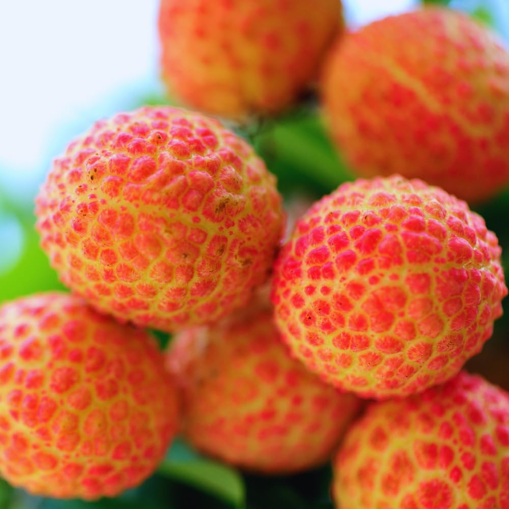 Lychee Plant Live Seedling from 5 to 8 Inc Tall, Lychee Tree Plant Seedling, Sweet Fruit Garden