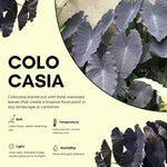 Colocasia Esculenta, Colocasia Live Plant, Elephant Ears Live Plant, Esculenta Taro Live Houseplant, 5-8 Inc Tall, No Pot (Rare Colocasia)