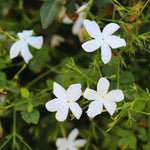 2 White Jasmine Plants Live, 4 to 7 Inc Tall, Jasmine Live Plant Climbing Flower