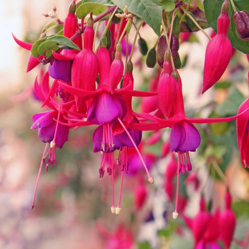 2 Purple Fuchsia Plants Live, Live Fuchsia Plant, 3 to 5 Inches Tall, Red White Flower Plant