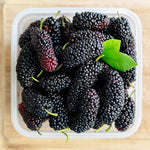 Set 2 Mulberry Trees Plants 5 to 8 Inch Height, Sweet Mulberry Plants Live for Planting, Mulberries Fruit to Grow Outdoor, No Pot (Illinois Everbearing Mulberry)