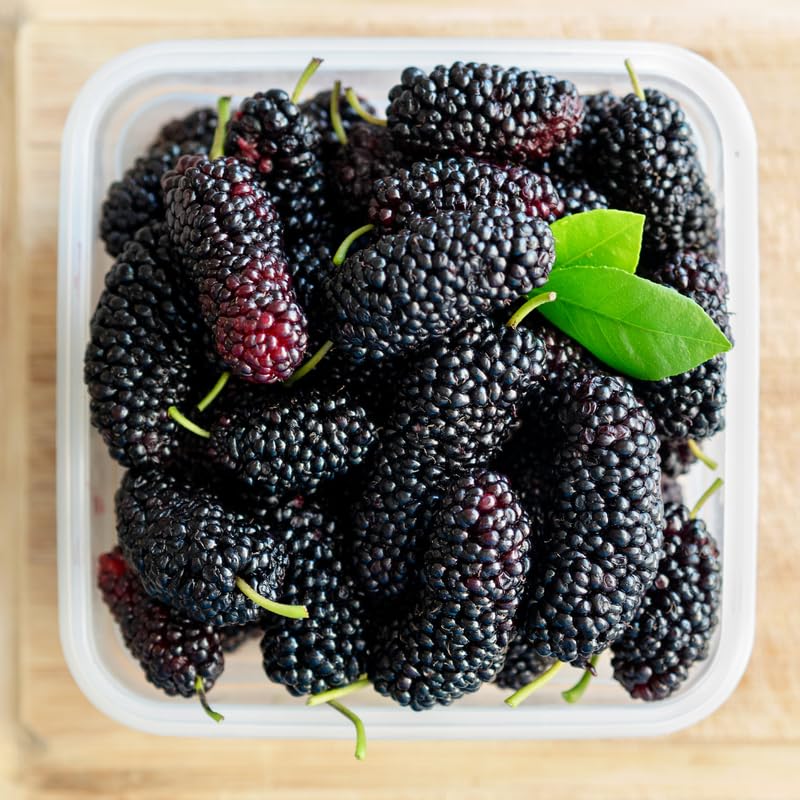 Set 2 Mulberry Trees Plants 5 to 8 Inch Height, Sweet Mulberry Plants Live for Planting, Mulberries Fruit to Grow Outdoor, No Pot (Illinois Everbearing Mulberry)