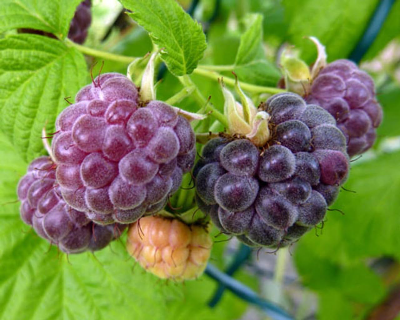 4 Hardy Raspberry Trees Live Plants, Purple Everbearing Raspberries Bushes Plants 5 to 10 Inc Tall, Well-Rooted, No Pot, Sweet Flavor (Glencoe Purple)