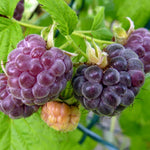 2 Raspberry Plants Live for Planting, Golden Raspberry Everbearing, Very Large and Sweet Raspberries, Well-Rooted Zones 4-8 (Purple Glencoe)