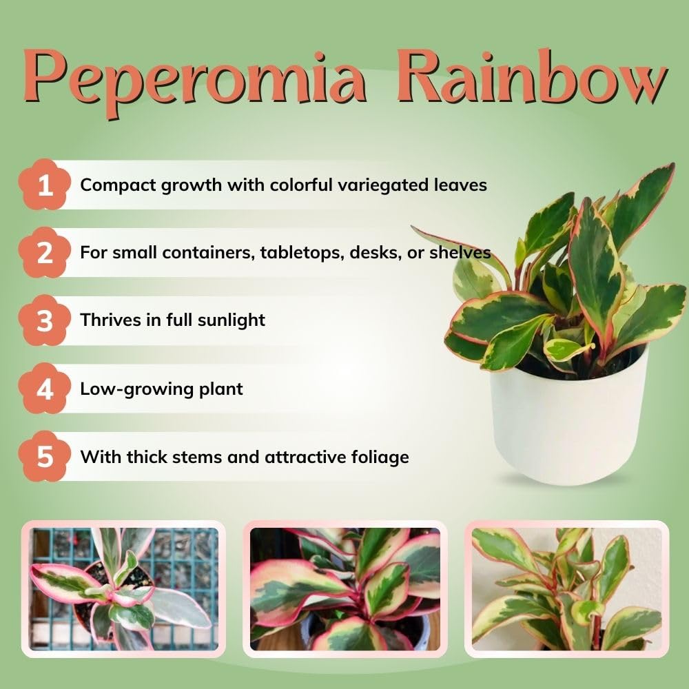 Peperomia Rainbow Live Plant 4-7 Inch Tall, 3.5 Inch Plant, Red Edge Peperomia Rainbow Plant, Maintenance Houseplant for Home Decoration