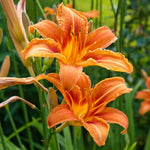 Set 10 Wild Orange Daylily Bulbs for Planting, Hardy Perennial Lily Roots for Colorful Summer Blooms