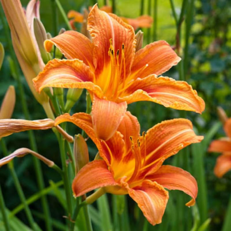 Set 10 Wild Orange Daylily Bulbs for Planting, Hardy Perennial Lily Roots for Colorful Summer Blooms