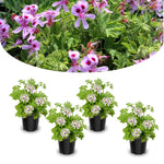 3 Citronella Plants Live 4-6 Inches, Fragrant Citronella Geranium Plants Well Rooted, Perennial Garden Plant