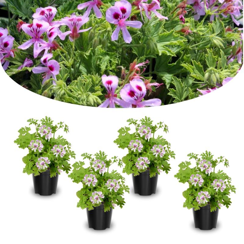 3 Citronella Plants Live 4-6 Inches, Fragrant Citronella Geranium Plants Well Rooted, Perennial Garden Plant
