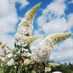 AVERAR 6 Months Old White Butterfly Bush Live Plant, Butterfly Bushes Ready to Plant Outdoor, Buddleia Plant Bush Shrub 5-7 Inches Tall, No Pot