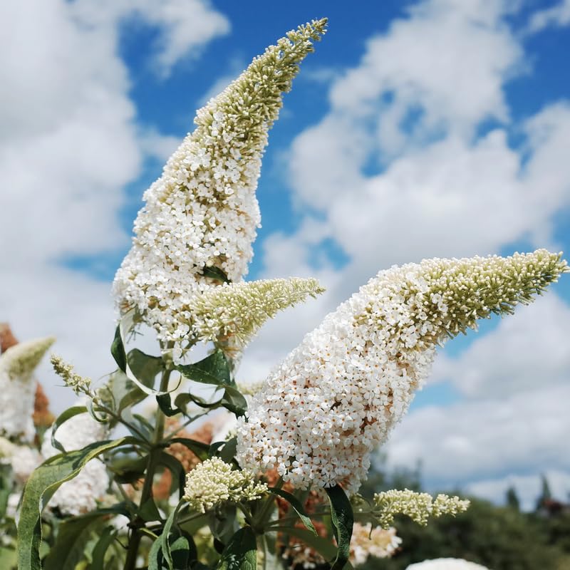 AVERAR 6 Months Old White Butterfly Bush Live Plant, Butterfly Bushes Ready to Plant Outdoor, Buddleia Plant Bush Shrub 5-7 Inches Tall, No Pot