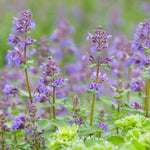 2 Catnip Mint Live Plants, Catnip Plant, Well Rooted Herb Starters 3-6 Inches Tall for Outdoor Garden Growing