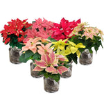 AVERAR Random Poinsettia Plant Live 4-8 Inches, Vibrant Poinsettia Flowers for Holiday, Live Indoor Houseplant, No Pot