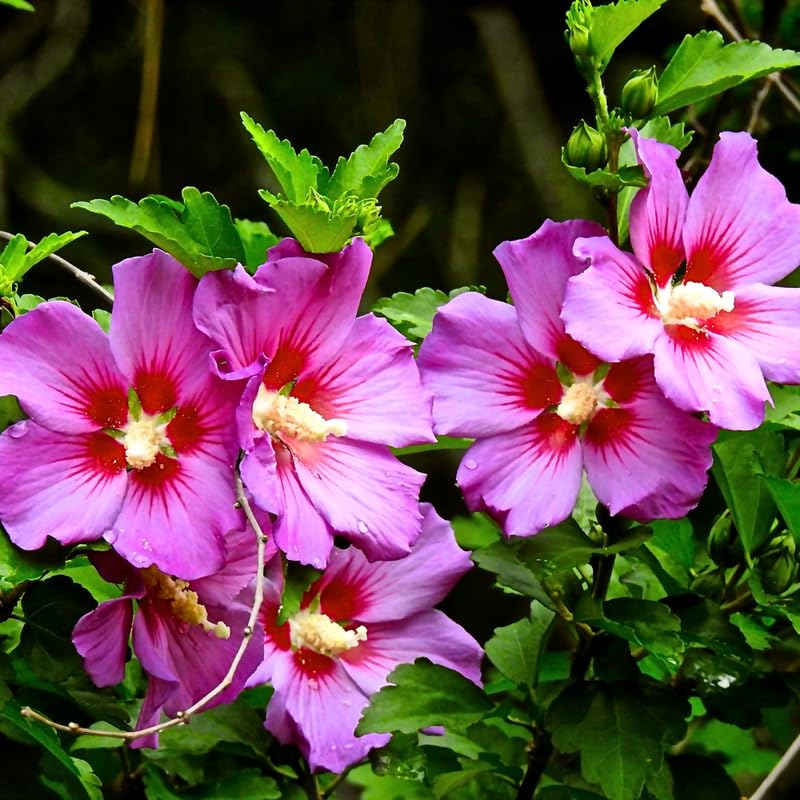 Live Rose of Sharon Plant 6-13" Tall, Althea Hibiscus Bush Well Rooted, Hardy Fragrant Hibiscus Syriacus Flowering Plant - Pink Blooms