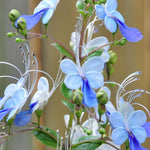 Set 2 Clerodendrum Blue Butterfly Live Plants Starter 5-8 Inches