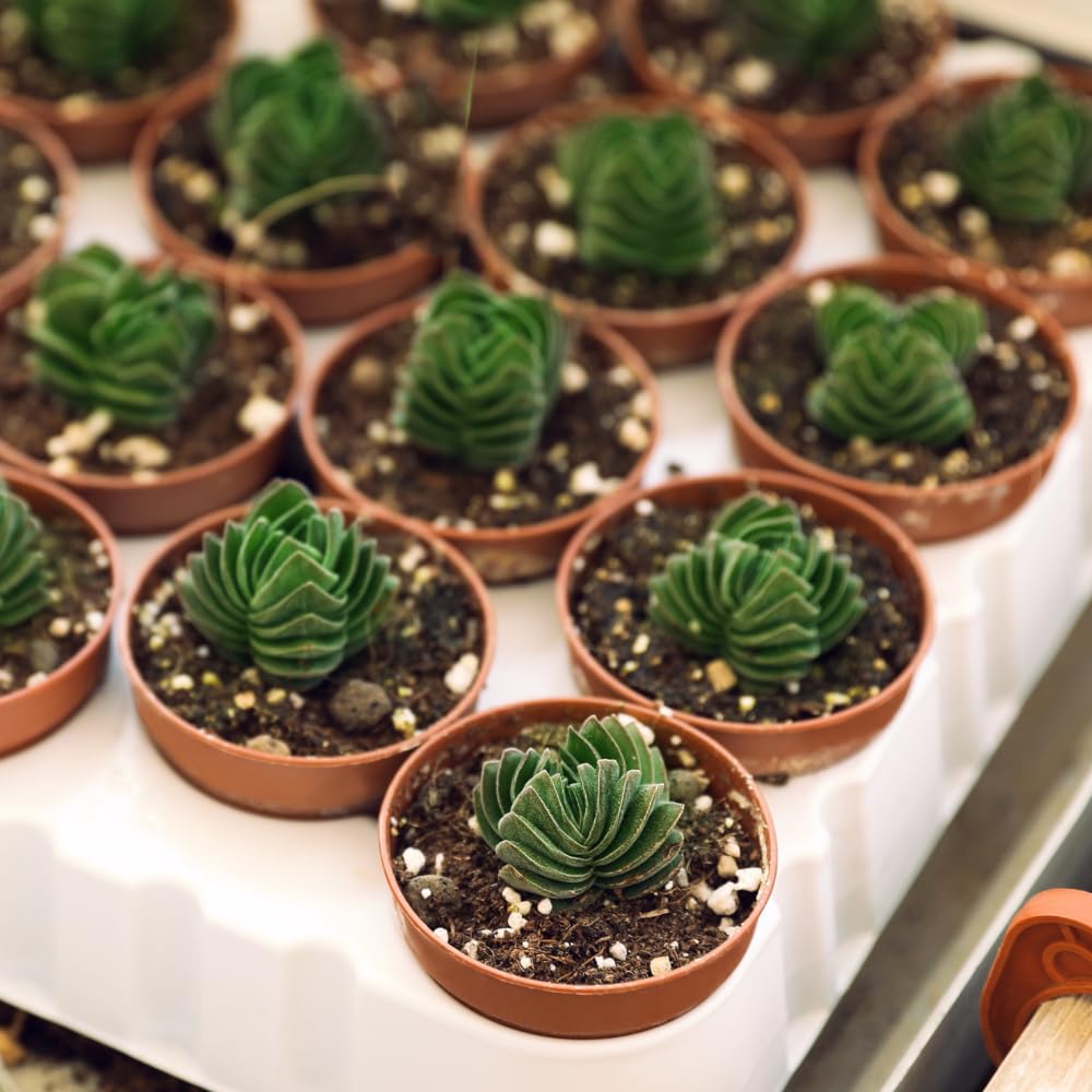 Pack 2 Crassula Plant, Live Crassula Succulents in 3.25 Inches Pot, 3 to 5 Inches Tall for Indoor Outdoor Planting