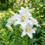 Pack of 3 White Lily Bulbs for Planting, Bright Sunny Blooms, Summer Flowering Perennial Garden Flowers, Lily Bulbs for Containers and Outdoor Garden
