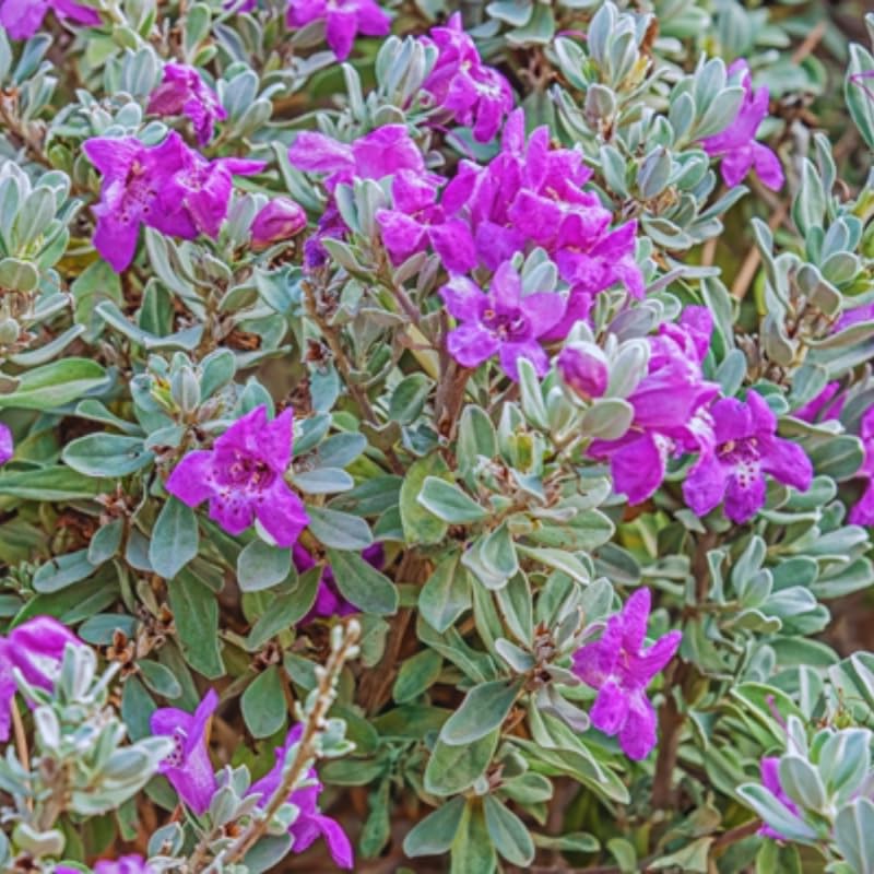 4 Fragrant Sage Salvia Live Plants, Planting in Spring Sage Plants Live, 5 to 10 Inches in Tall, Change Color (Texas)