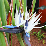 Sets 2 White Bird of Paradise Plants Live, Striking Blue White Blooms, 5 to 9 Inc Tall, No Pot, Tropical Houseplant, Exotic and Vibrant Color