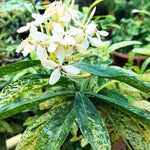 3 Snow Ixora Plants Live, Flowering Ixora Bush Shrub, 5-9” Tall, Tropical Ixora Well-Rooted for Planting Home Garden