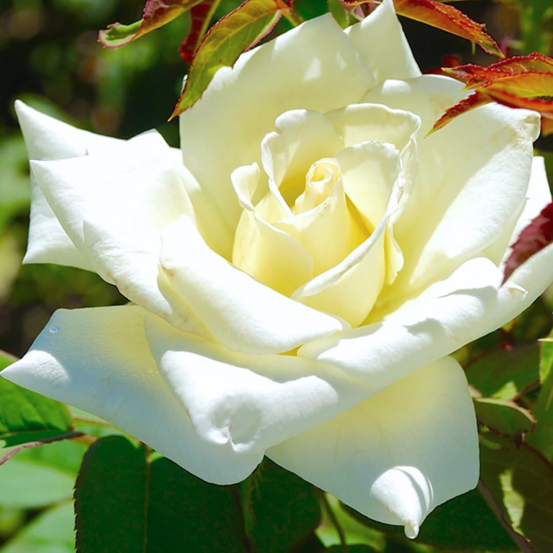 Rose Plant Live, Roses Bush Ready to Plant, 5-10 Inch Height, Ornamental Fragrant Flowers (White Rose)