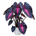 Rare Red Black Colocasia Live Plant, 5 to 8" in Tall, Taro Elephant Ear Alocasia Esculenta Live Plant for Planting, Live Colocasia Houseplant