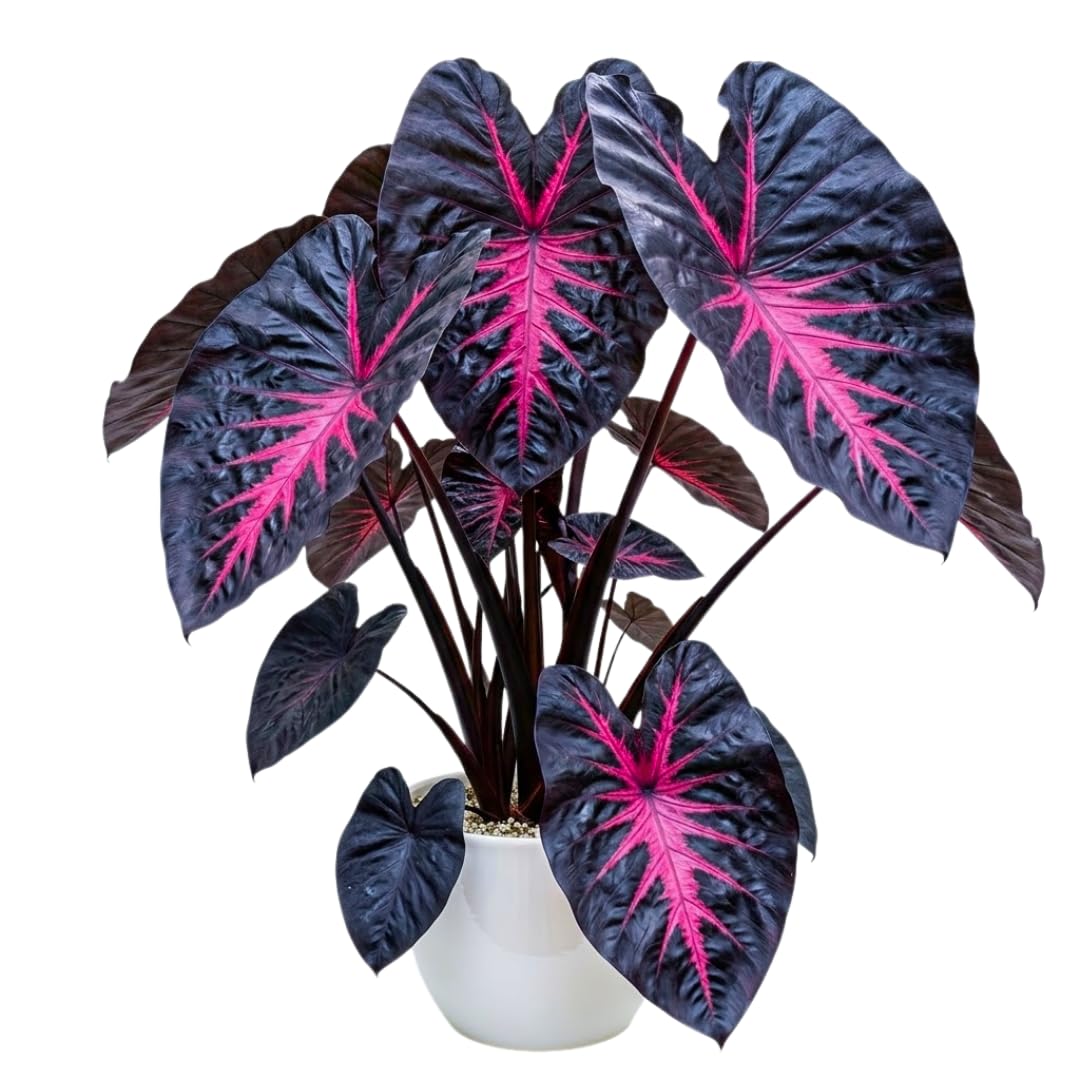 Combo 2 Black Red Colocasia Live Plants, 5 to 8" in Tall, Elephant Ear Esculenta Taro Alocasia Live Plant for Planting, Live House Plant Colocasia