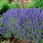 1 Live Hidcote Blue Lavender Plant for Outside Planting, Perennial Lavandula Plants Live Fragrant Flowers, Well-Rooted 5-8" for Spring Bloom