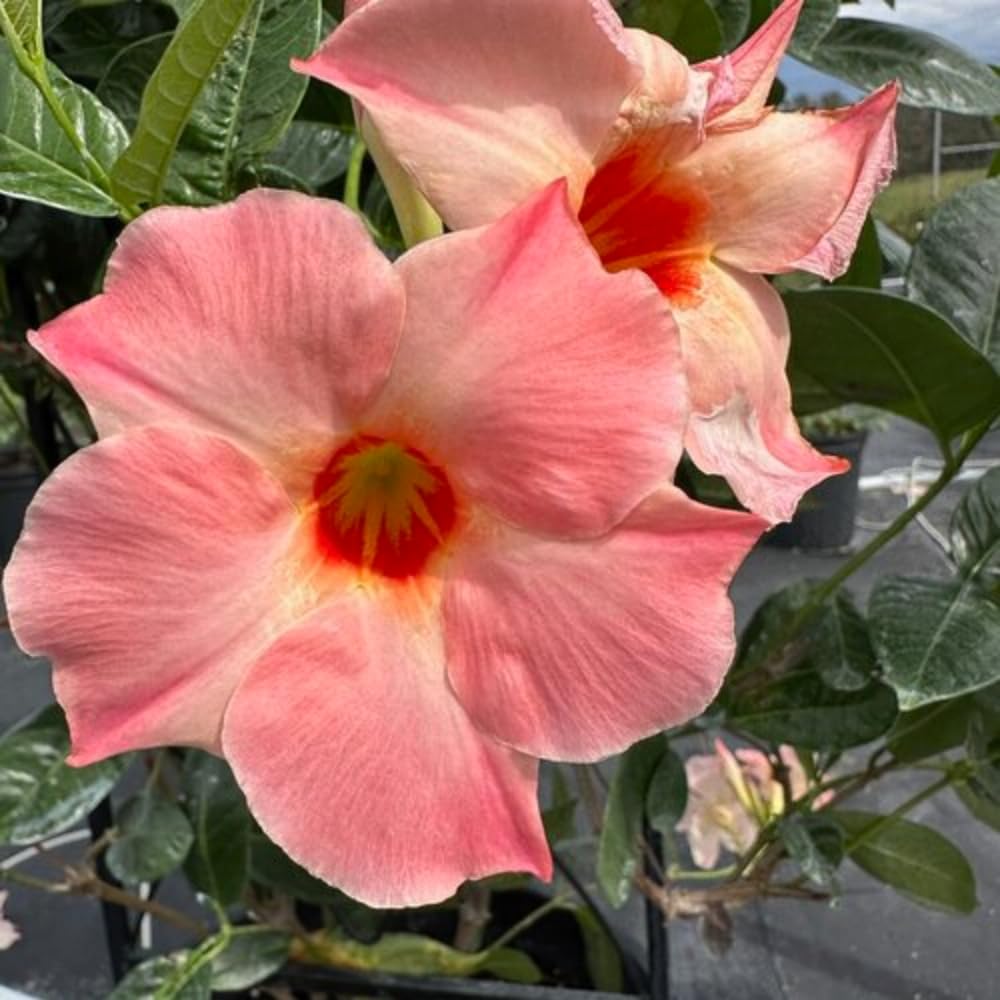 2 Mandevilla Live Plants, Flowering Mandevilla Plants, 5-9” Height, Mandevilla Trellis Vines for Outdoor Garden and Containers (Peach Mandevilla)