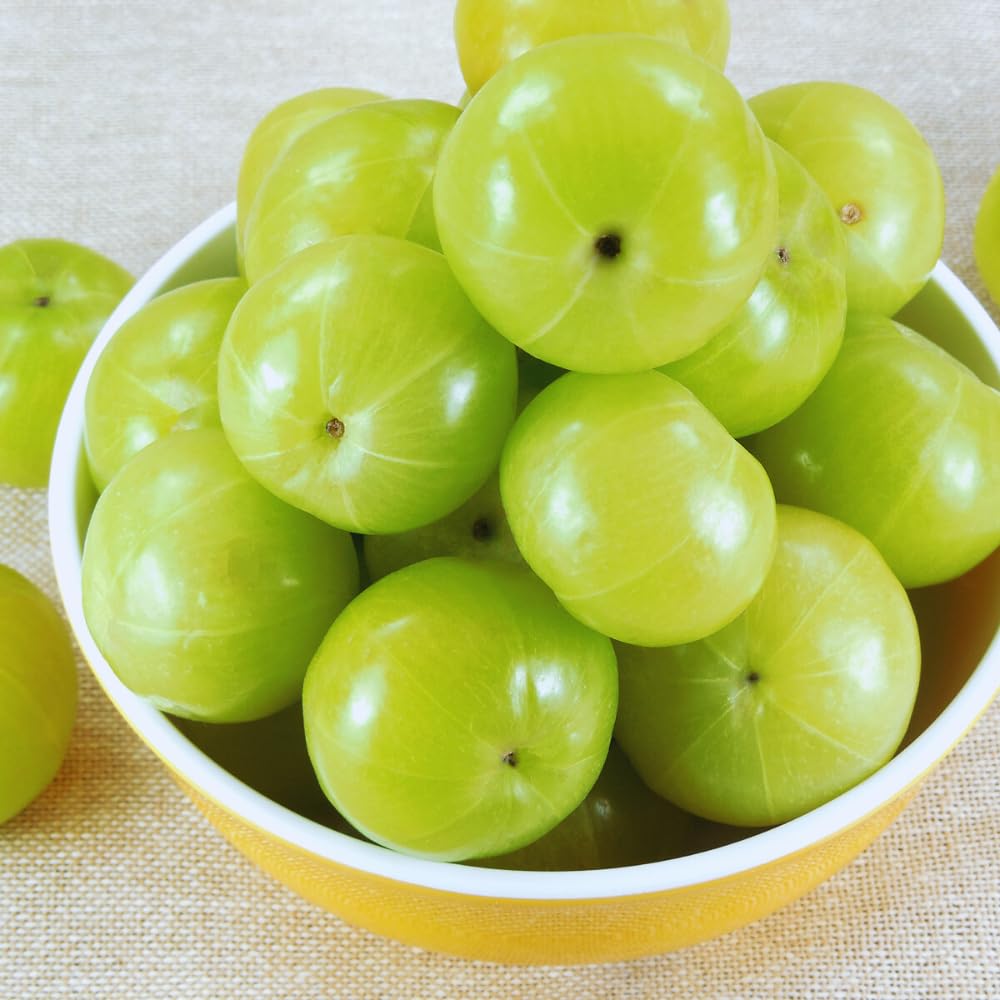 Gooseberry Plant Live for Planting, Gooseberry Bushes Live Plant, 5 to 10 Inc Tall (Green)