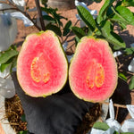 Big Pink Guava Tree Grafted Live Plant, 1-2 Feet Tall in Pot, Well Rooted, Ready to Bear Fruit Within 1 Year