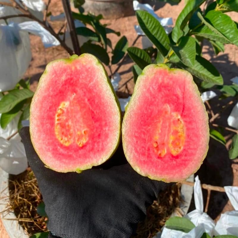 Large Pink Guava Tree for Planting, 18 to 24 Inches Height in Pot, Sweet Guava Trees Fruit for Gardening