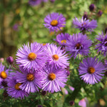 Set 2 Purple Aster Live Plants, Aster Flowering Plant for Planting, 4 to 6 Inch Tall