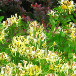Set 2 Fragrant Honeysuckle Plants Live, Live Honeysuckle Plants 5-9" Tall Vines Bushes Climbing for Planting (Gold White)