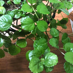 1 Pot 2 Plectranthus Swedish Ivy Plants Live in 4 Inch Pot, Green Swedish Ivy Live Plants, 4 to 8 Inch Tall (Green Swedish Ivy)
