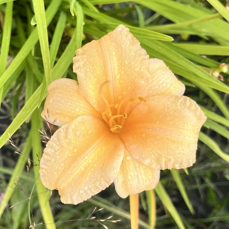 Set 10 Apricot Daylily Bulbs for Planting, Hardy Perennial Lily Roots for Colorful Summer Blooms