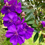 Set 2 Tibouchina Plants Live, Purple Blooms Flower, Tibouchina Flower Shrub for Planting 4-8 Inch Tall