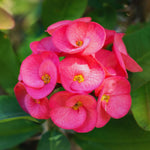 Red Crown of Thorns Plant, 6 to 10 Inc Tall, Hardy Euphorbia Milii Tree Live Plant, Houseplant Succulents Live
