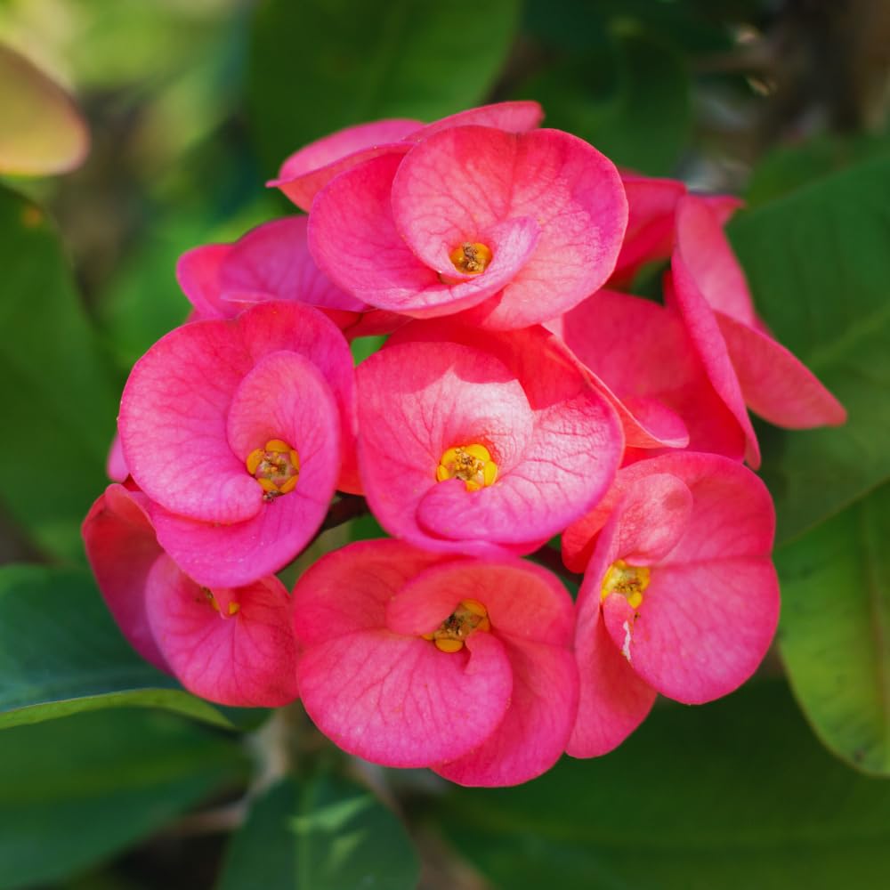 Red Crown of Thorns Plant, 6 to 10 Inc Tall, Hardy Euphorbia Milii Tree Live Plant, Houseplant Succulents Live