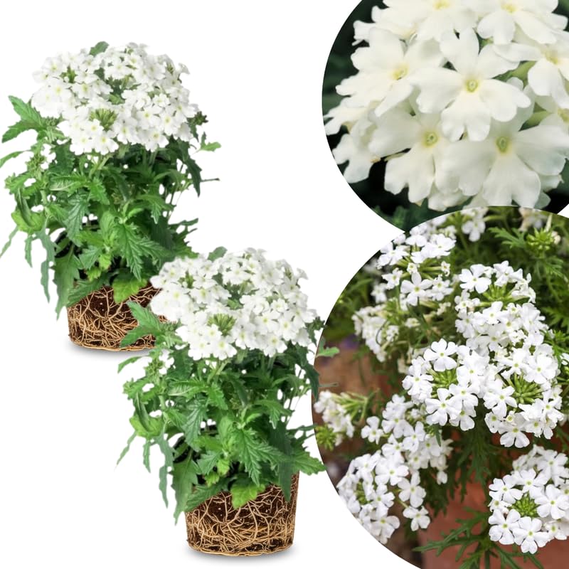 2 White Verbena Plants Live, Perennial Ground Cover or Trailing Bushes Shrubs, 5-9 Inches Tall, Verbena Flower for Planting