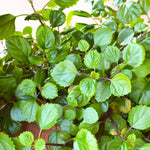 1 Pot 2 Plectranthus Swedish Ivy Plants Live in 4 Inch Pot, Green Swedish Ivy Live Plants, 4 to 8 Inch Tall (Green Swedish Ivy)