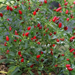 Red Pequin Pepper Plants Live for Planting, 6 to 8 Inch Tall Pepper Plants in Pot, Hot Peppers